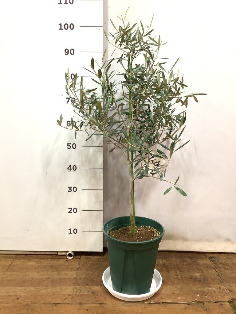 観葉植物 オリーブ 8号 デルモロッコ プラスチック鉢 / 小倉園 | 観葉