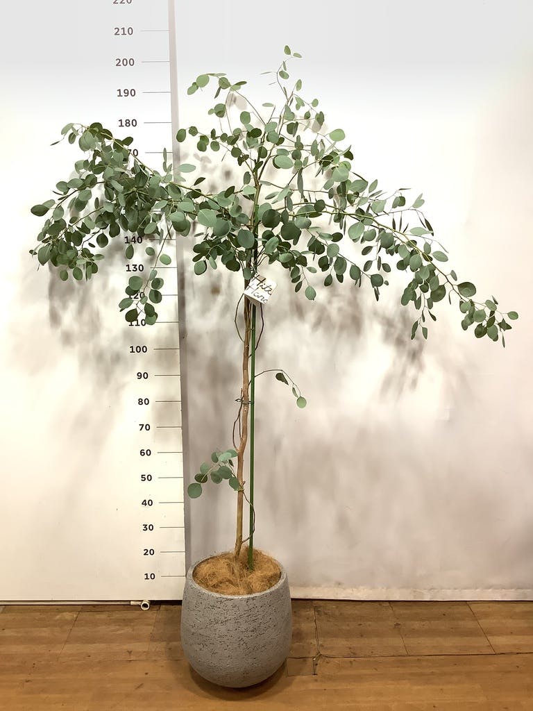 観葉植物 ユーカリ 8号 ポポラス（ポリアンセモス） エコストーンGray