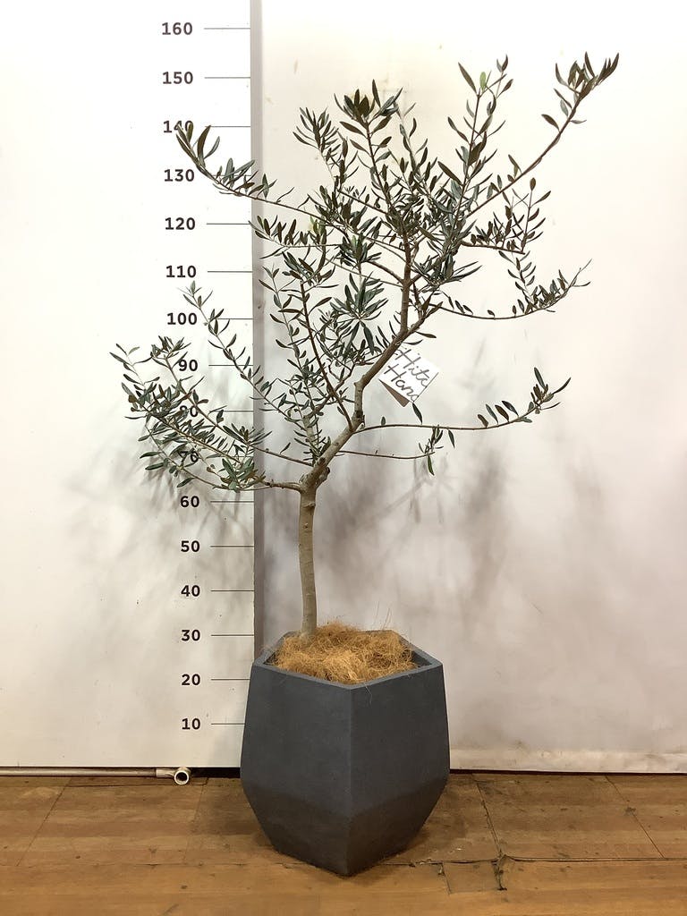 オリーブの木 ハーディーズマンモス | 観葉植物 | 送料無料でお届け