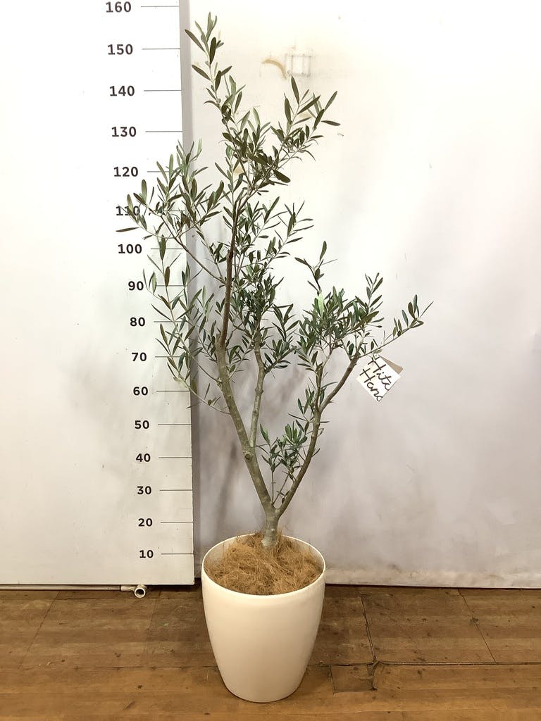 観葉植物 オリーブの木 8号 コラティーナ (コラチナ) ラスター