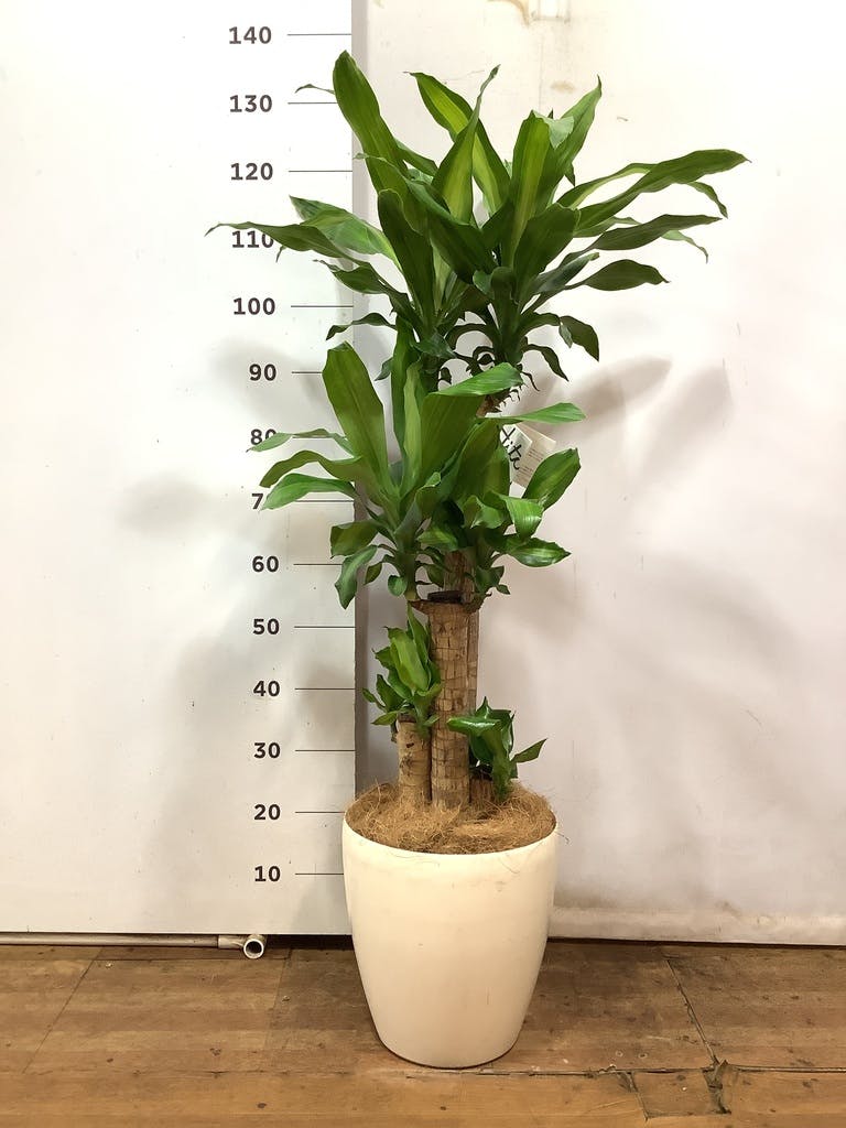 観葉植物 ドラセナ 幸福の木 8号 ノーマル ラスターポット 付き | 観葉