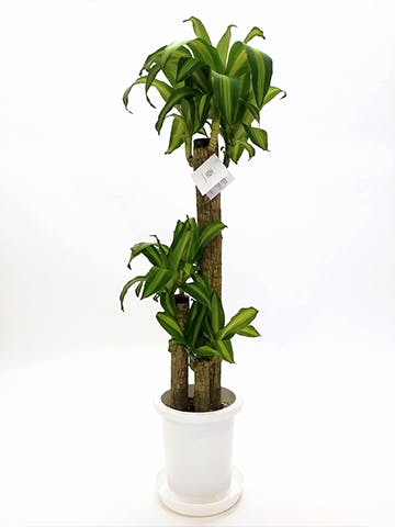 観葉植物 ドラセナ 幸福の木 8号 ノーマル プラスチック鉢 | 観葉植物