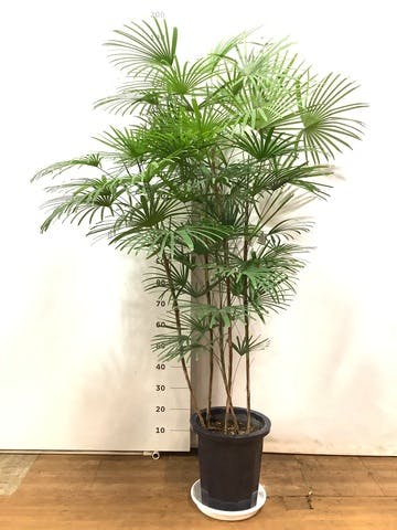 観葉植物 ウンナンシュロチク（雲南棕櫚竹） 10号 プラスチック鉢