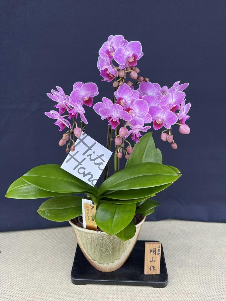 ミディ胡蝶蘭 ピンク ゲイシャワルツ 6号 3本立ち | 胡蝶蘭なら