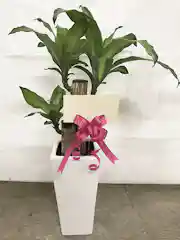 観葉植物 ドラセナ 幸福の木 6号 ノーマル 角高陶器 観葉植物ならhitohana ひとはな
