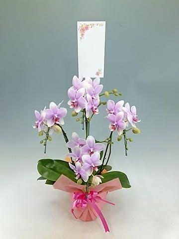 もも大好き商品‼︎ 胡蝶蘭淡ピンク5本立ち・ドリームキャンディ 大輪 胡蝶蘭 ピンク 5本立ち スタンダード | 種類から選ぶ,大輪5