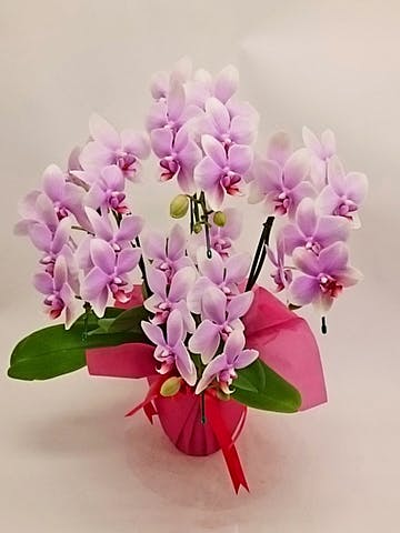 もも大好き商品‼︎ 胡蝶蘭淡ピンク5本立ち・ドリームキャンディ 胡蝶蘭ミディ5本立うすいピンク色/胡蝶蘭の販売、通販、お祝い