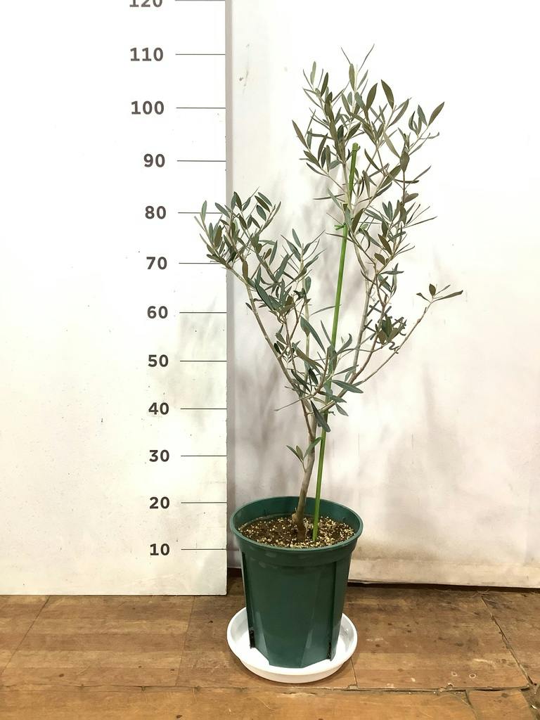 観葉植物 オリーブの木 8号 コラティーナ (コラチナ) プラスチック鉢