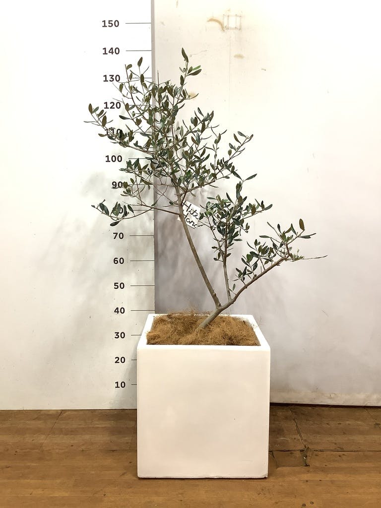 観葉植物 オリーブ 8号 ルッカ バスク キューブ 付き | 観葉植物なら