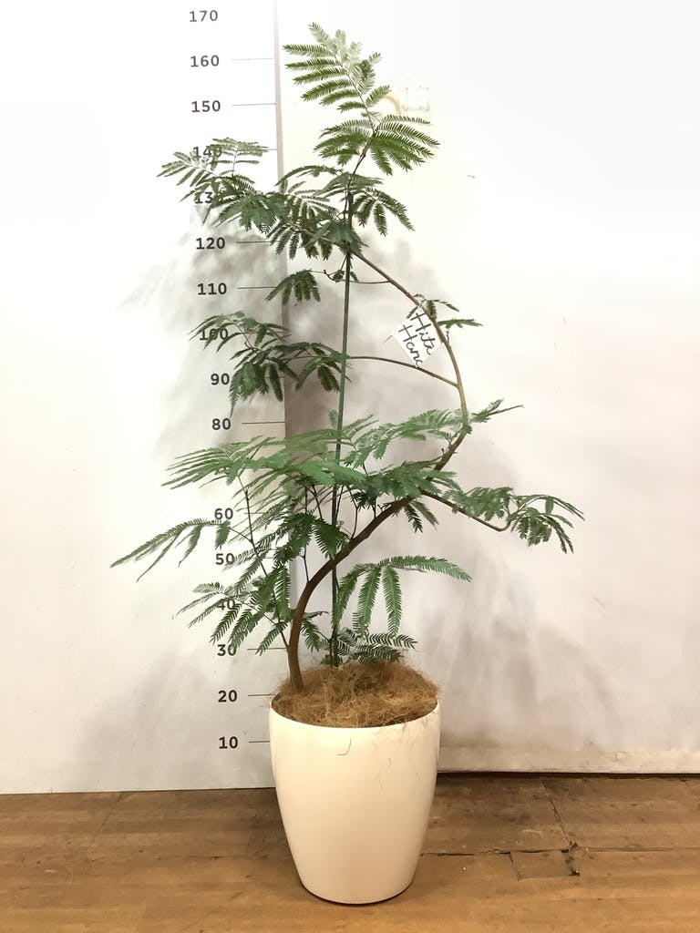 観葉植物 エバーフレッシュ 8号 曲り プラスチック鉢 | 観葉植物なら