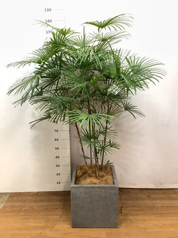 観葉植物 ウンナンシュロチク（雲南棕櫚竹） 10号 キューブ ラテルストーン 付き