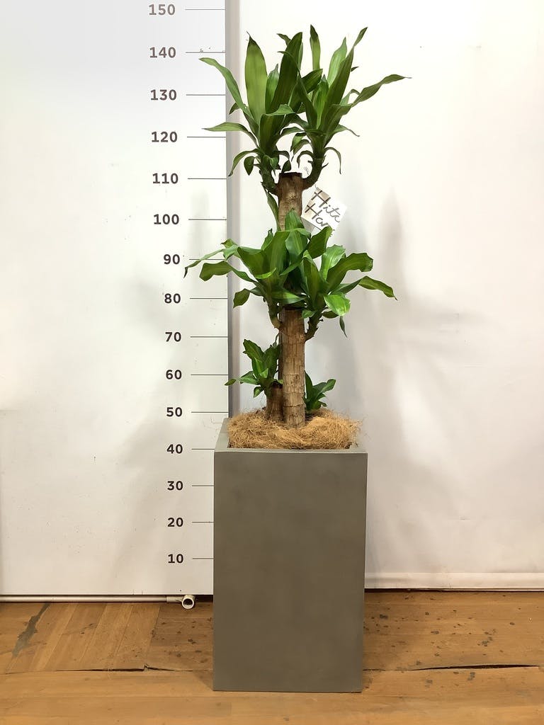 観葉植物 ドラセナ 幸福の木 8号 ノーマル セドナロング グレイ