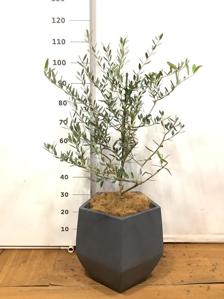 オリーブの木 コレッジョラ | 観葉植物通販HitoHana(ひとはな)