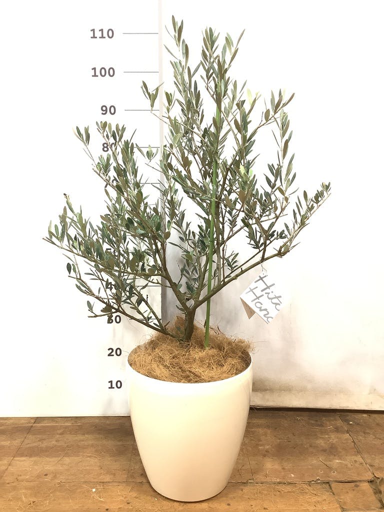 観葉植物 オリーブの木 8号 ピクアル ラスターポット 付き | 観葉植物