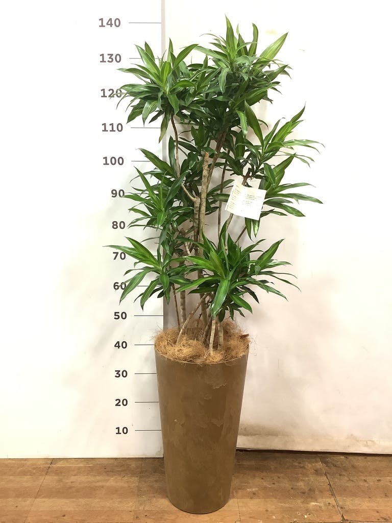 ドラセナ ソング オブ ジャマイカ 10号 | 観葉植物 | インテリアや