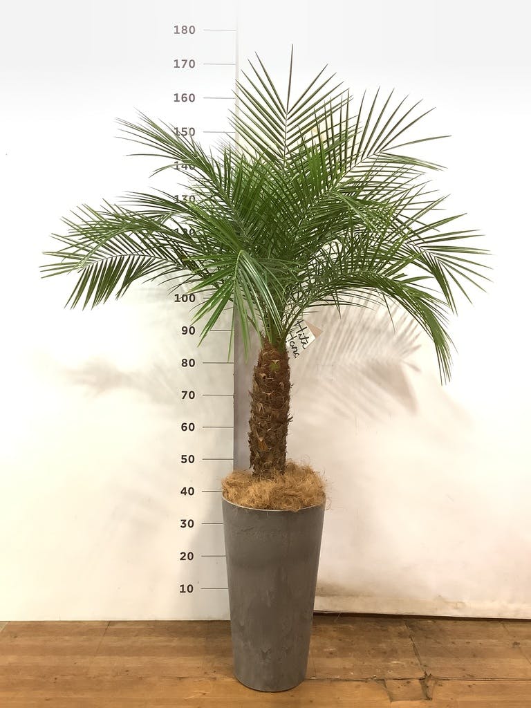 フェニックスロベレニー180センチ - 観葉植物