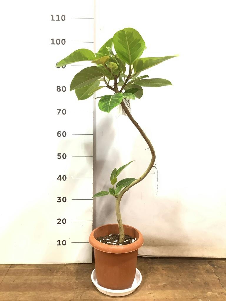 観葉植物 フィカス アルテシーマ 7号 曲り プラスチック鉢 | 観葉植物