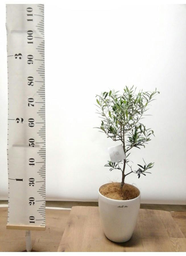 観葉植物 オリーブ 6号 創樹 プラスチック鉢 | 観葉植物ならHitoHana