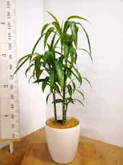 観葉植物 1cm ドラセナ ハワイアンサンシャイン 8号 観葉植物ならhitohana ひとはな