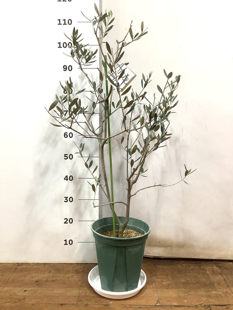 観葉植物 オリーブの木 8号 コレッジョラ ジュピター 黒 付き / 小倉園
