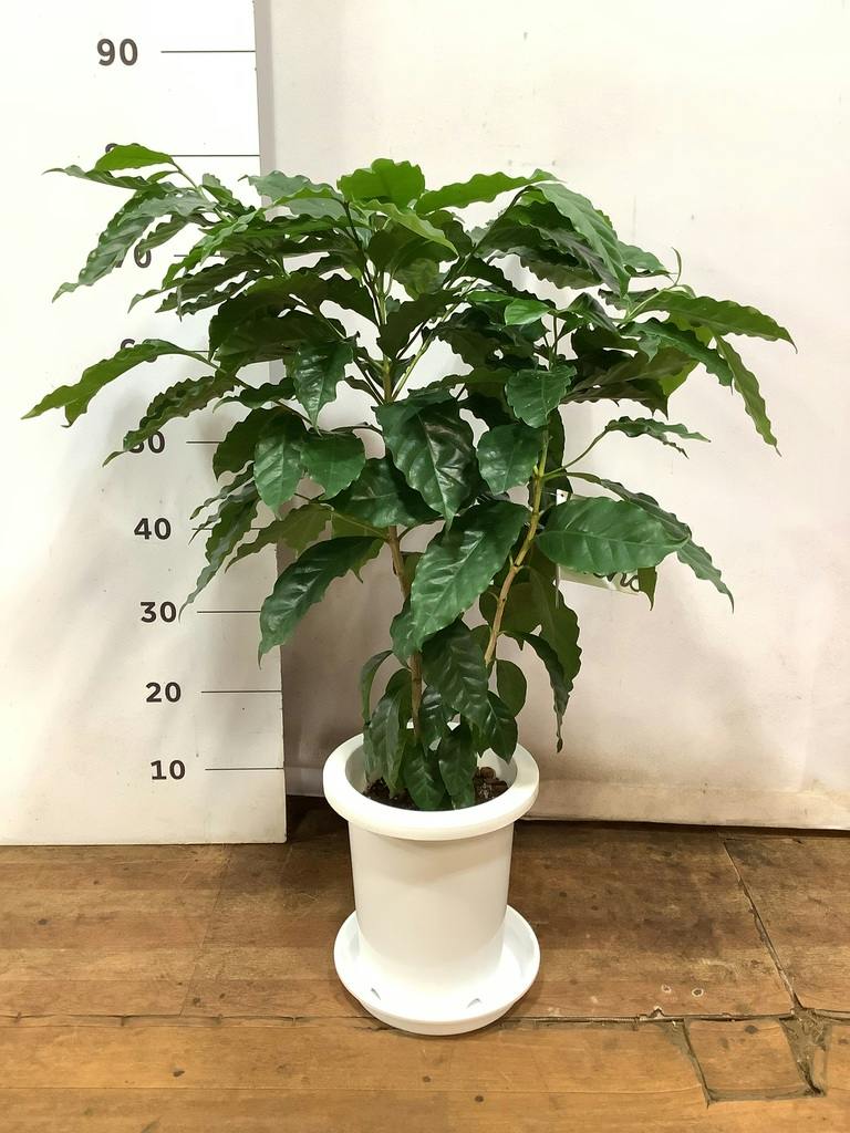 観葉植物 コーヒーの木 7号 プラスチック鉢 | 観葉植物ならHitoHana