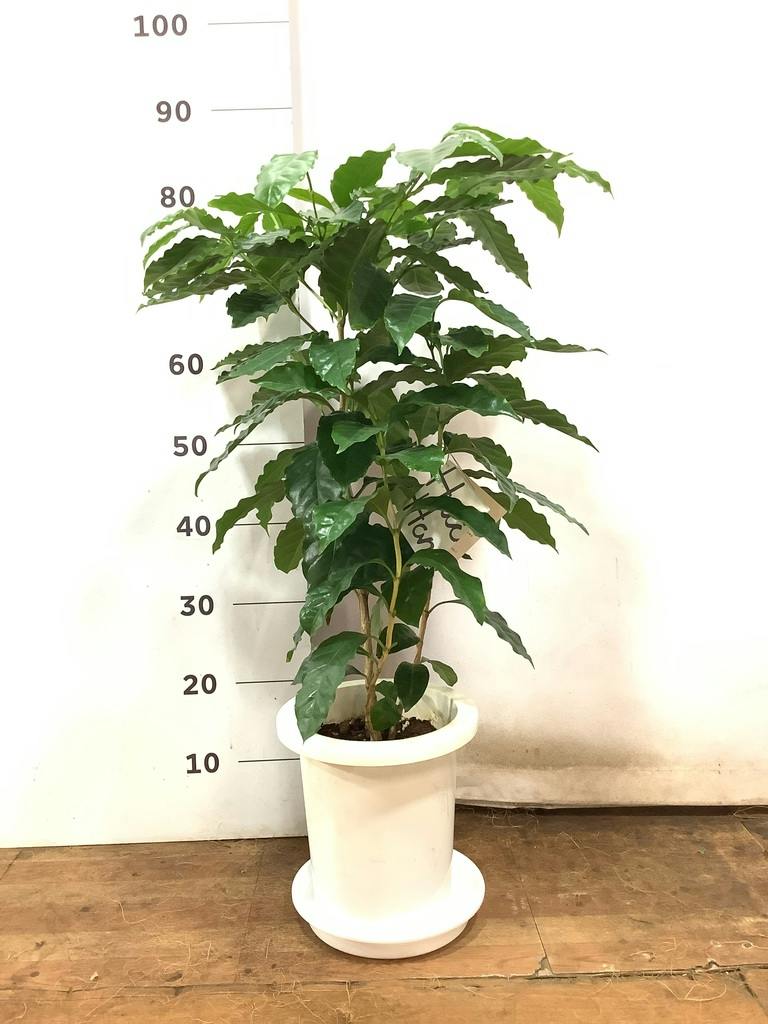 ♪コーヒーの木♪7号鉢直径約21㎝ 鉢底から葉先まで約93㎝ 観葉植物 コーヒーの木 7号 プラスチック鉢 | 観葉植物ならHitoHana