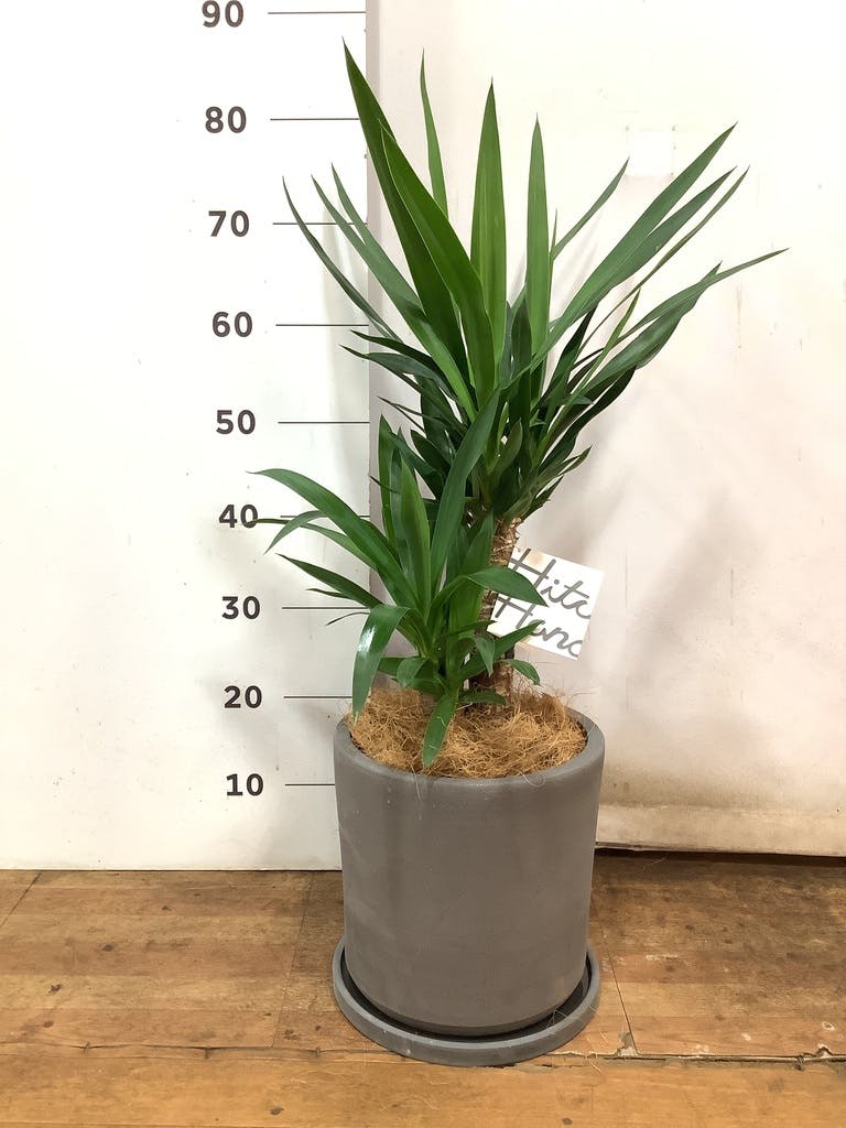 観葉植物 ユッカ 6号 ノーマル ストーンウェア セラミック シリンダー
