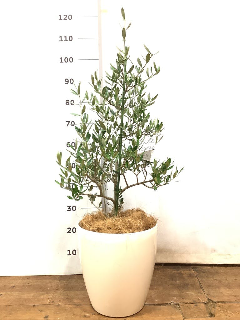観葉植物 オリーブの木 8号 コレッジョラ フォレスト トール