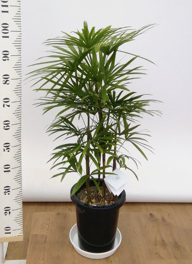 観葉植物 シュロチク（棕櫚竹） 8号 ベータ キューブプランター ウッド