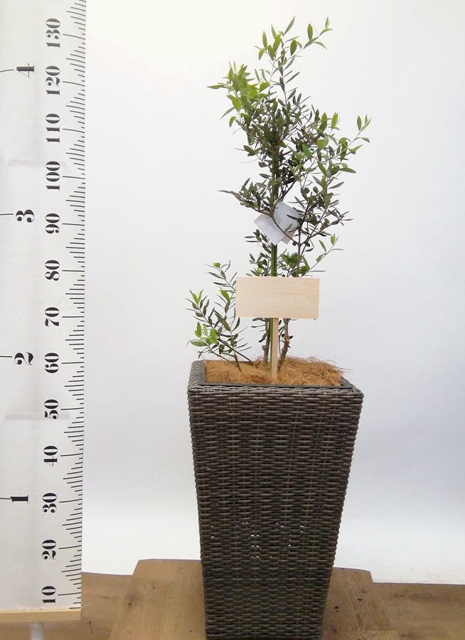 観葉植物 オリーブ 8号 コロネイキ 竹バスケット 付き | 観葉植物なら