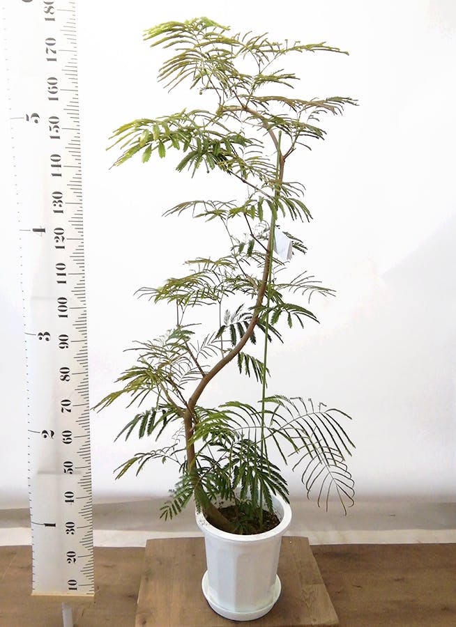 10/15まで値下げ エバーフレッシュ 曲がり 10号相当 約175cm