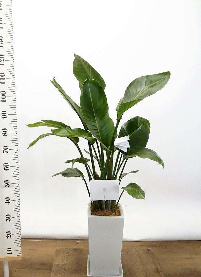 観葉植物 オーガスタ 8号 角高陶器 | 観葉植物ならHitoHana(ひとはな)