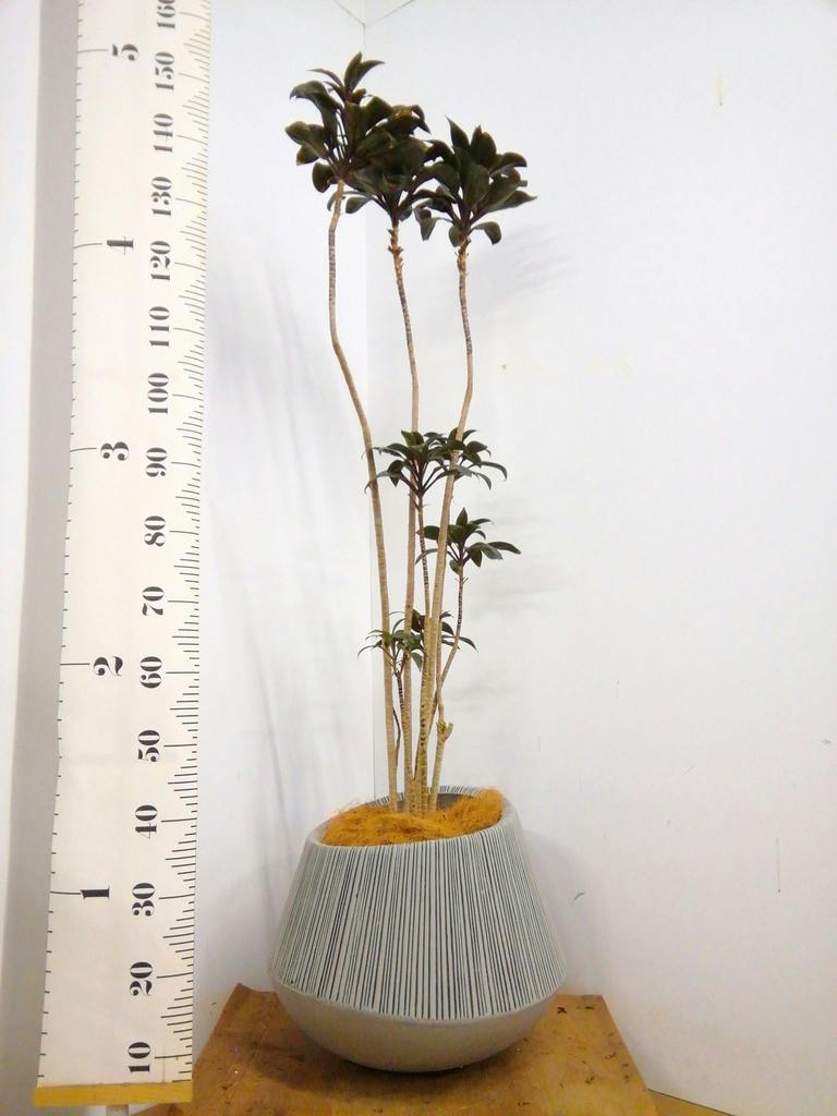 観葉植物 ドラセナ パープルコンパクタ 8号 エディラウンド グレイ