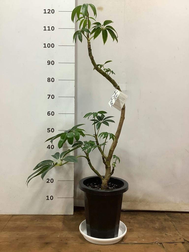 観葉植物 ツピダンサス 8号 曲り プラスチック鉢 | 観葉植物なら