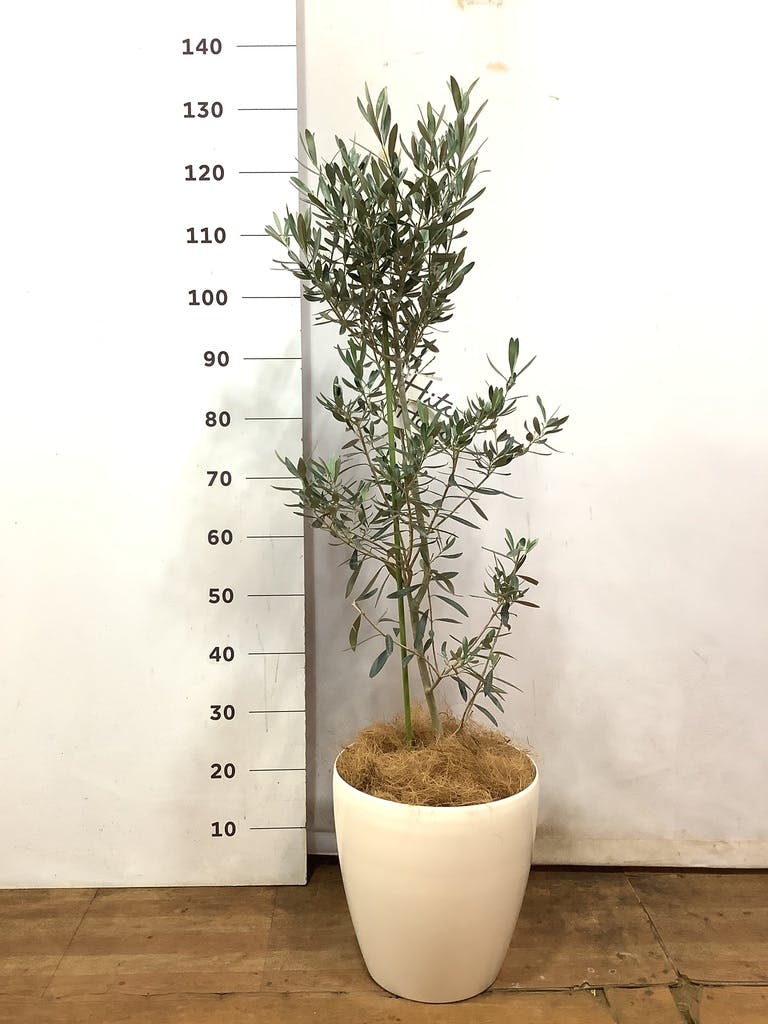 観葉植物 オリーブ 8号 チプレッシーノ プラスチック鉢 | 観葉
