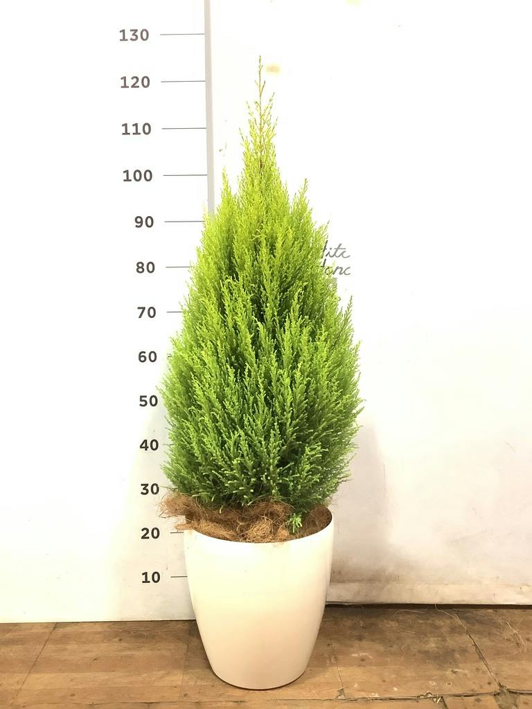 観葉植物 ゴールドクレスト8号 ノーマル ラスターポット 付き | 観葉