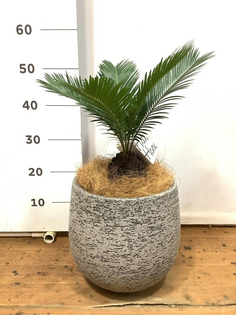 ソテツ 10号 | 観葉植物 | インテリアやギフトに - Hitohana（ひとはな）