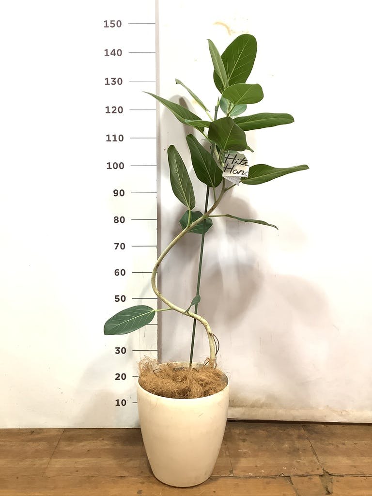 ［現品］☆人気☆ 27番　フィカス　ベンガレンシス　曲がり 8号　観葉　室内 観葉植物 フィカス ベンガレンシス 8号 曲り ジュピター 黒 付き