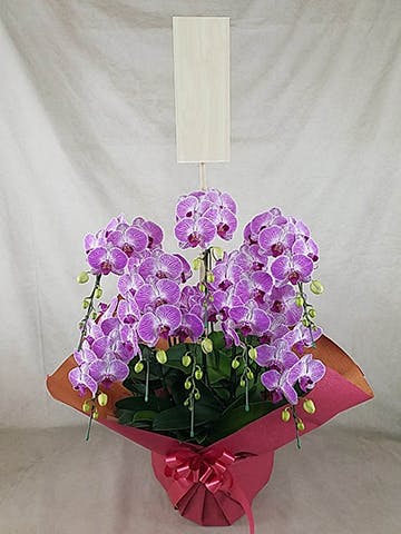 8本立ちの胡蝶蘭の通販 | HitoHana（ひとはな）
