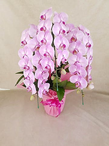 もも大好き商品‼︎ 胡蝶蘭淡ピンク5本立ち・ドリームキャンディ 大輪 胡蝶蘭 ピンク 5本立ち スタンダード | 種類から選ぶ,大輪5