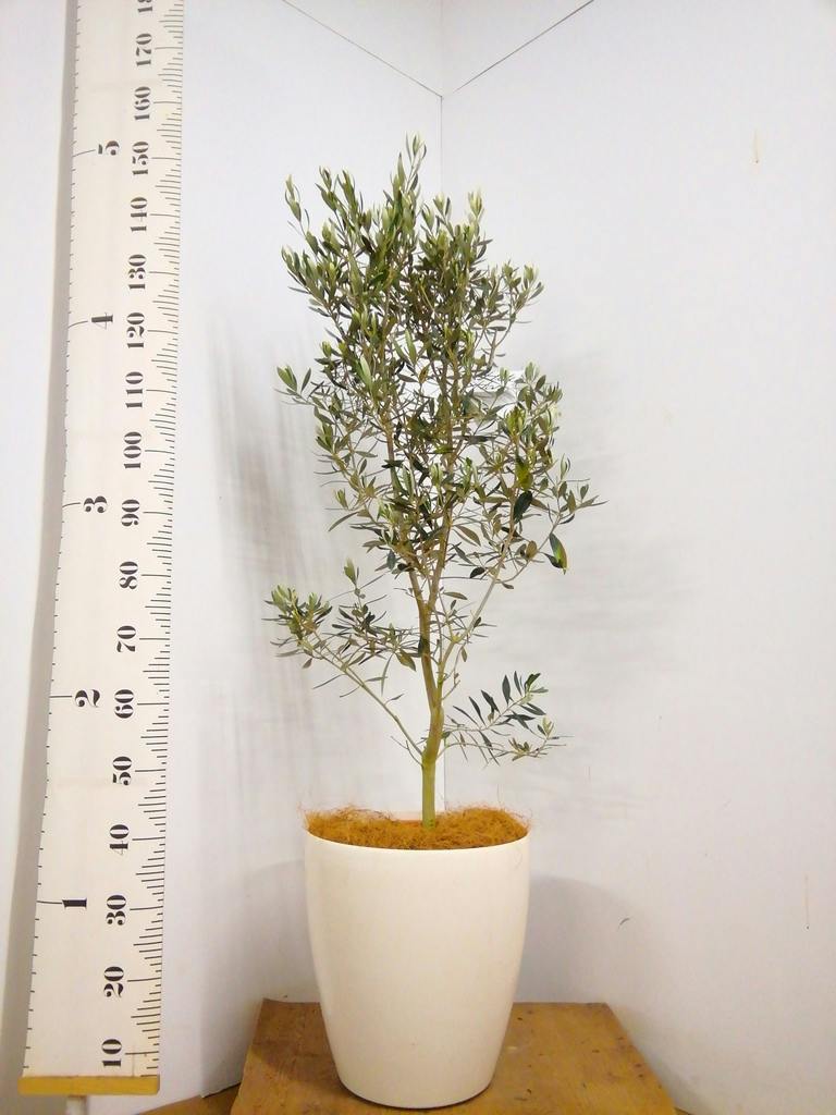 観葉植物 オリーブ 10号 チプレッシーノ ラスターポット 付き | 観葉