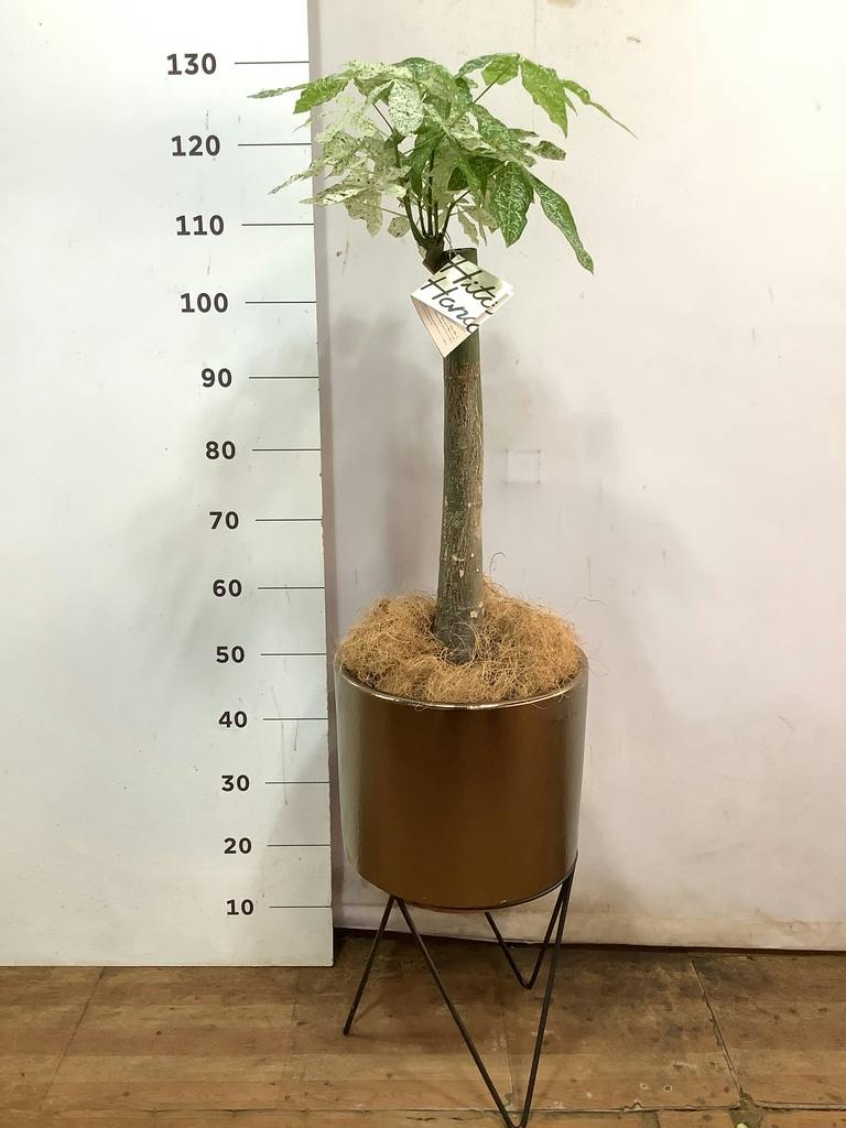 観葉植物 パキラ 8号 朴 斑入り プラスチック鉢 | 観葉植物なら