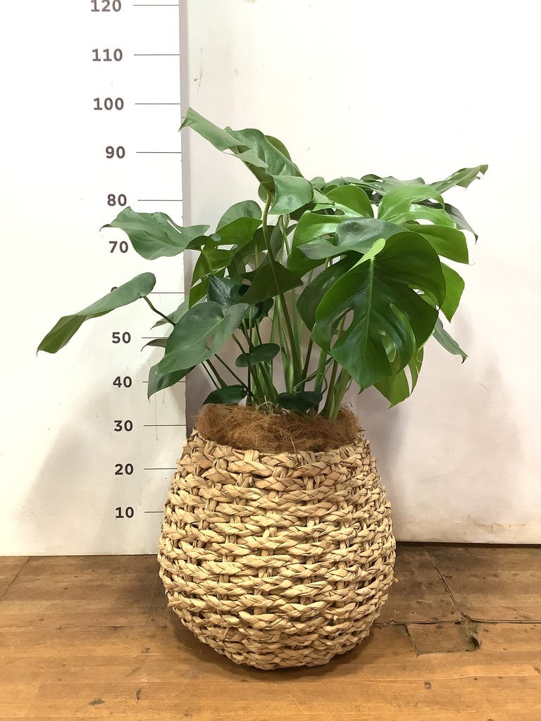 観葉植物 モンステラ 8号 ボサ造り プラスチック鉢 | 観葉植物なら
