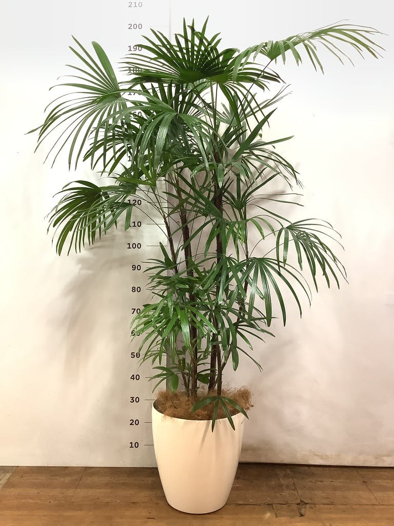 観葉植物 シュロチク（棕櫚竹） 10号 ラスターポット 付き | 観葉植物