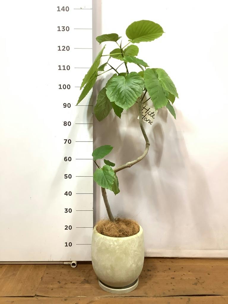 観葉植物 フィカスウンベラータ 7号 曲り プラスチック鉢 | 観葉植物