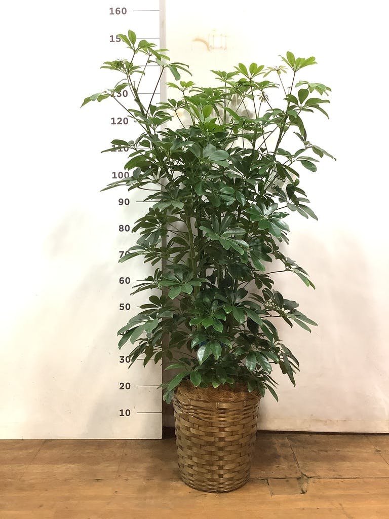 観葉植物 シェフレラ 【170cm】 9号 プラスチック鉢 #70764 ※1都3県