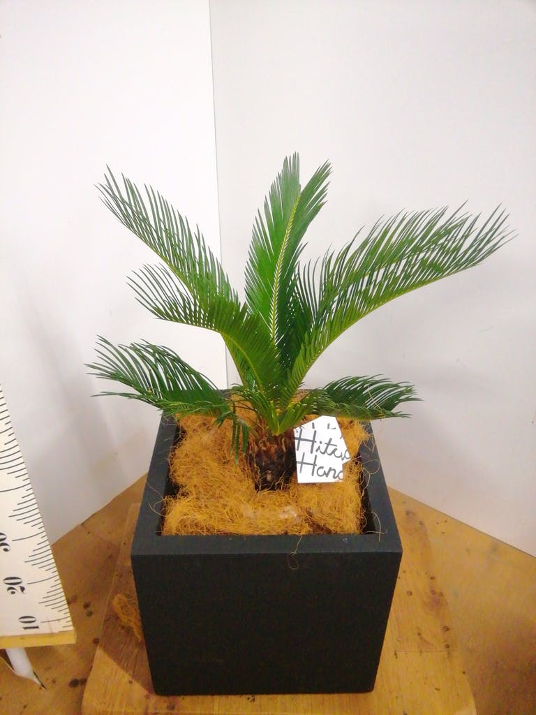 ソテツ 8号 | 観葉植物 | インテリアやギフトに - Hitohana（ひとはな）