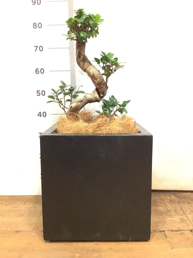 観葉植物 ガジュマル 8号 ベータ キューブプランター 黒 付き