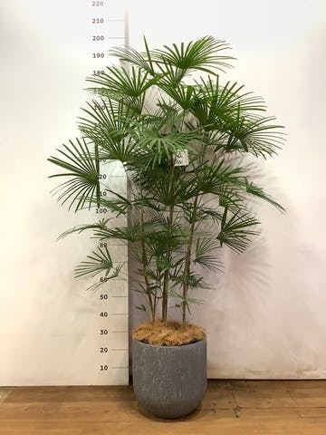 観葉植物 ウンナンシュロチク（雲南棕櫚竹） 10号 カルディナ ダークグレイ 付き