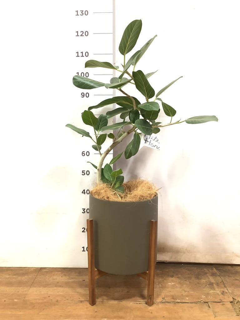 観葉植物 フィカス ベンガレンシス 8号 曲り プラスチック鉢 | 観葉